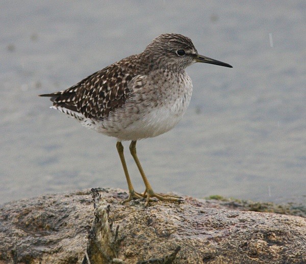 Wood Sandpiper - Lesvos 2011