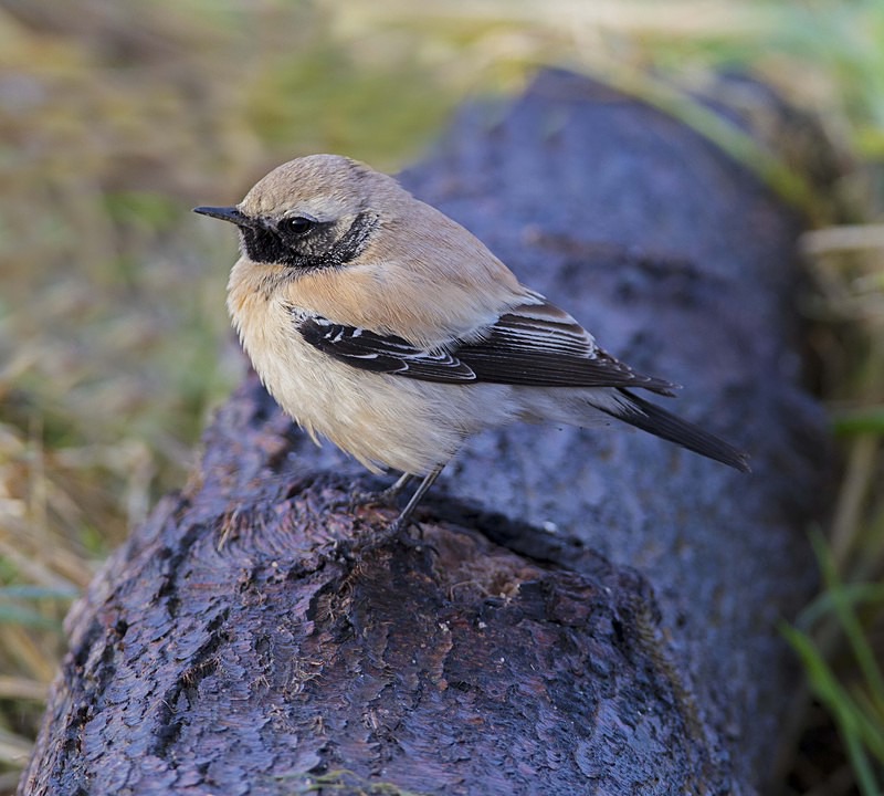 1st winter male Desert Wheatear - Desert Wheatear