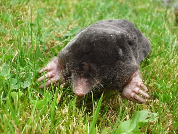 Mole - Middlewood Nature Reserve