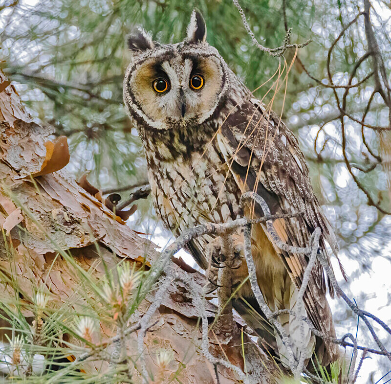 Long Eared Owl. - Lesvos April/May 2023