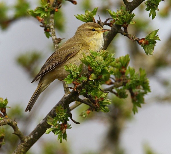 Willow Warbler - Warblers