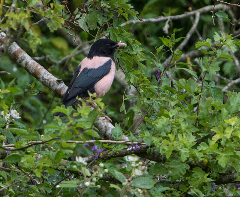 Rose Coloured Starling - Rose Coloured Starling.