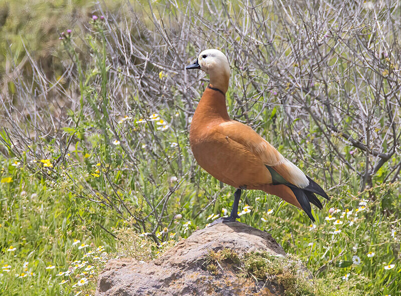 Ruddy Shelduck. - Lesvos April/May 2023