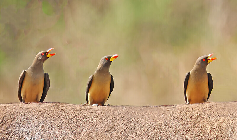 Yellow Billed Oxpeckers - The Gambia Januarry 2026