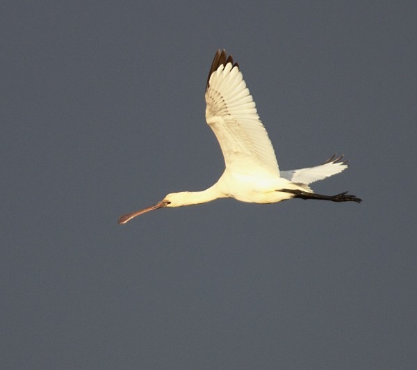 Spoonbill - Norfolk, Spring 2012