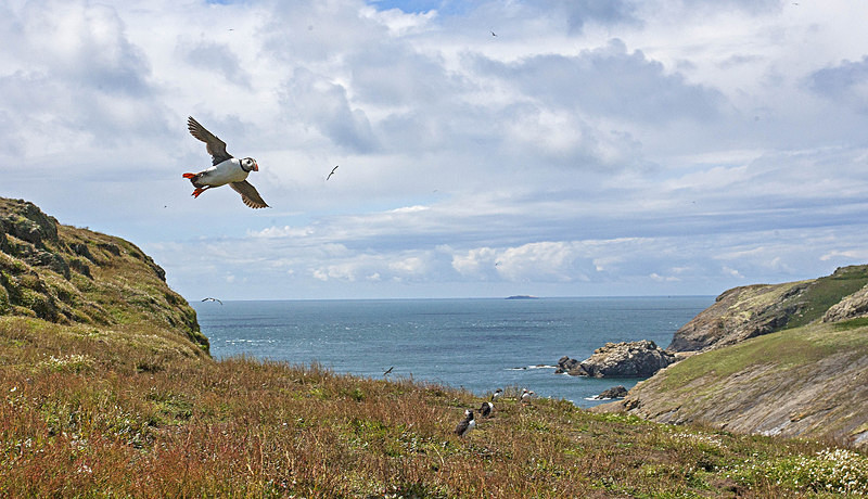 Puffin in flight - Skomer Island July 2014