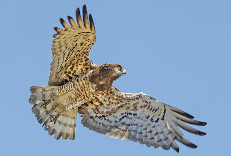 Short toed Snake Eagle. - Lesvos April/May 2023