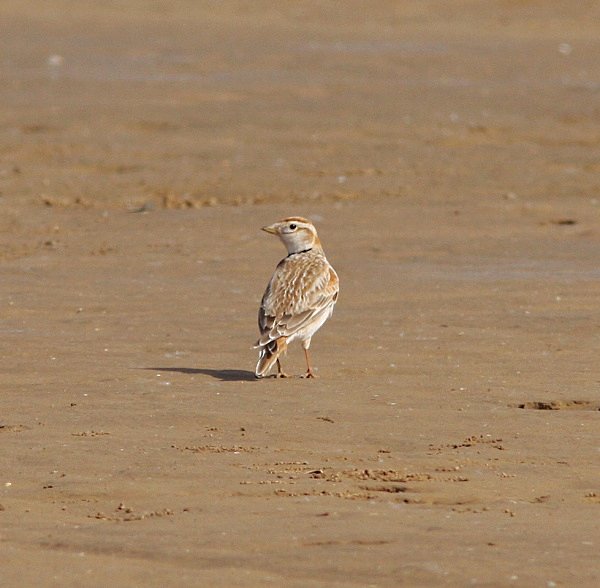 Mongolian Lark - China Birds
