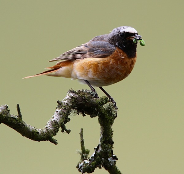 Common Redstart with Caterpillar - Common & Black Redstarts