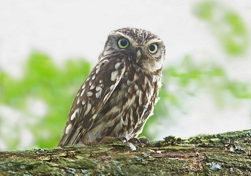 Little Owl - Owls, Raptors, Corvids & Doves