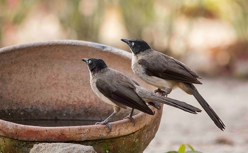 Black Capped Babblers. - The Gambia 2018