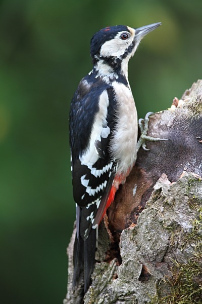 Juv Great Spotted Woodpecker - Juvenile Birds