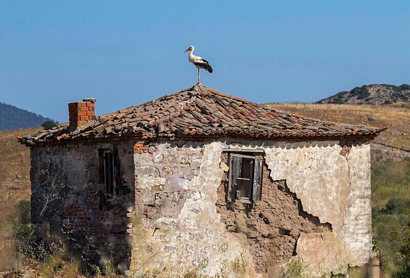 White Stork - Lesvos May 2022