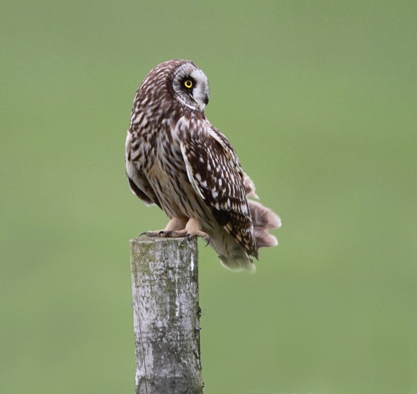 Short Eared Owl - Norfolk, Spring 2012