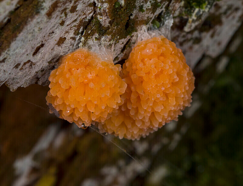 Raspberry Slime - Slime Moulds and Worts