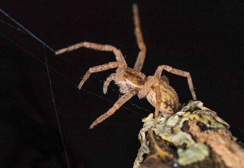 Running Spider - Images from the small world.