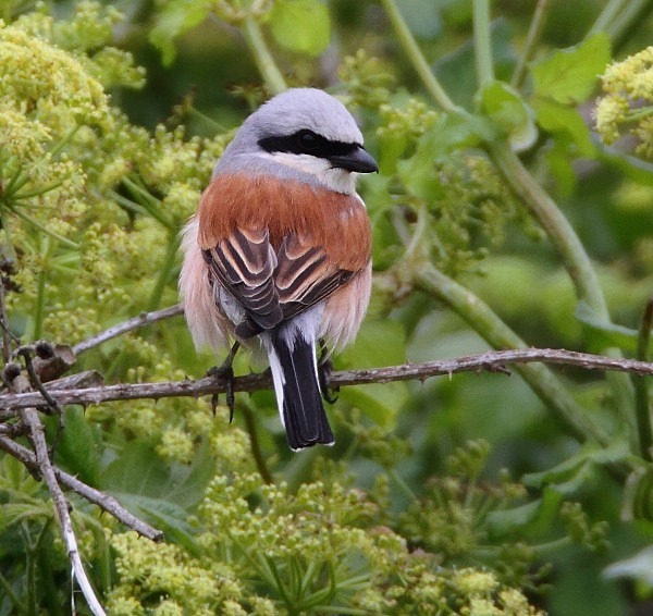 Red Backed Shrike - Norfolk, Spring 2012