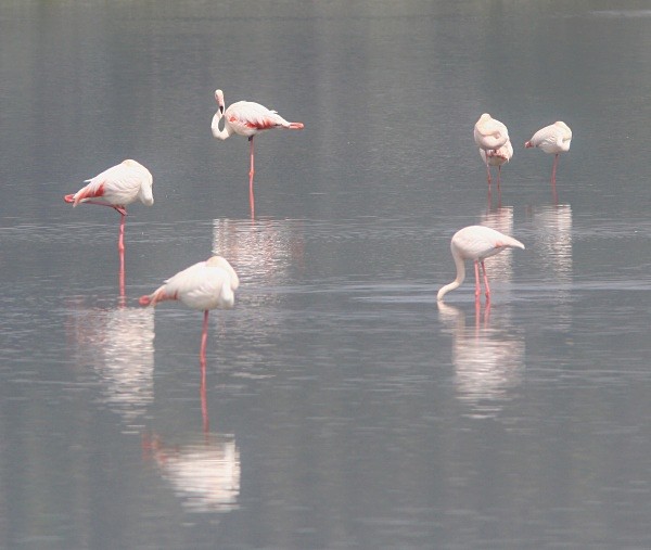 Greater Flamingoes - Lesvos 2011