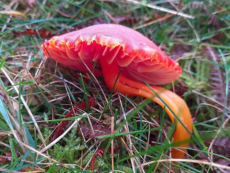 Splendid Waxcap - Waxcaps