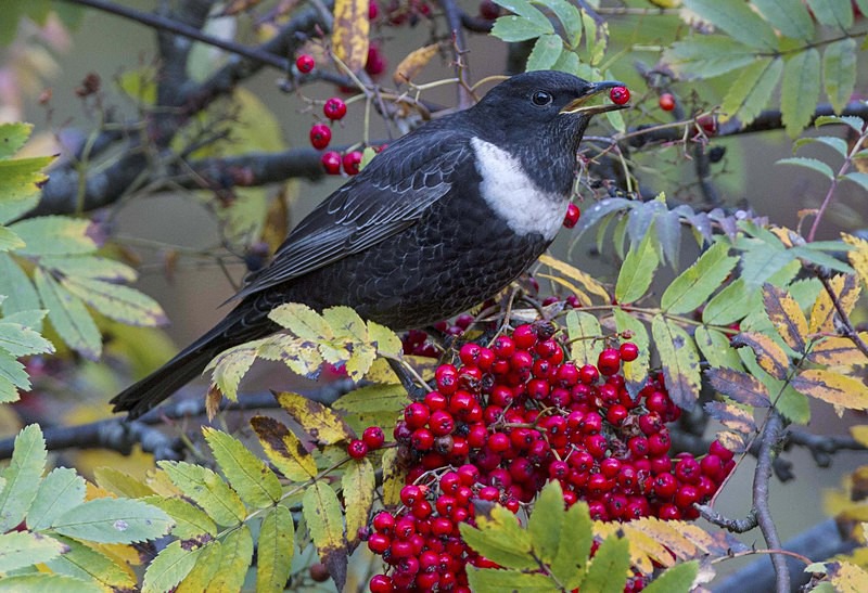 Male Ring Ouzel - Ring Ouzels