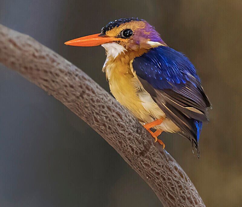 African Pygmy Kingfisher - The Gambia Nov/Dec 2023