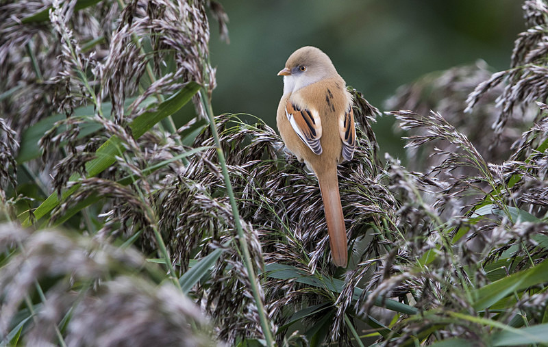 Bearded Tit, Female - Norfolk Autumn 2016