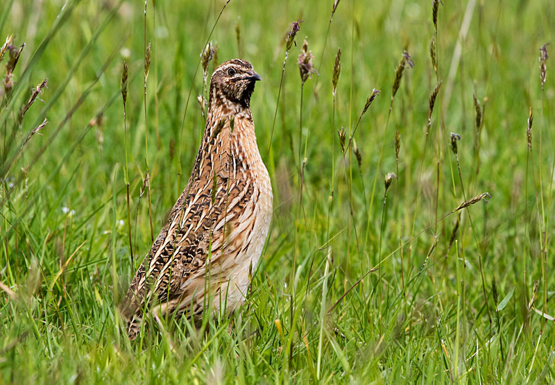 Common Quail. - Common Quail