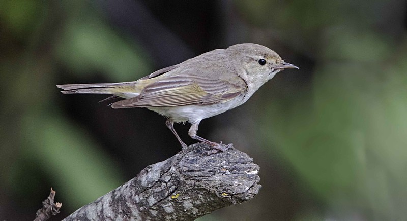 Eastern Bonellis Warbler.