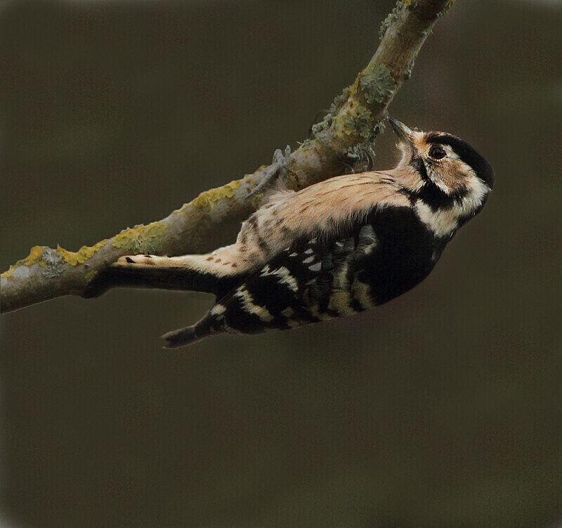 Lesser Spotted Woodpecker - Woodpeckers & Wrynecks