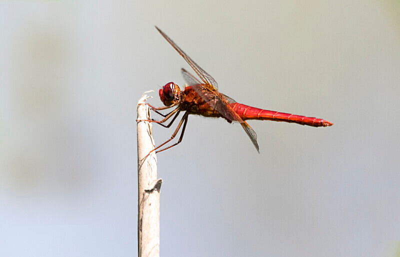 Scarlet Darter Dragonfly - Bulgaria and Romania 2019