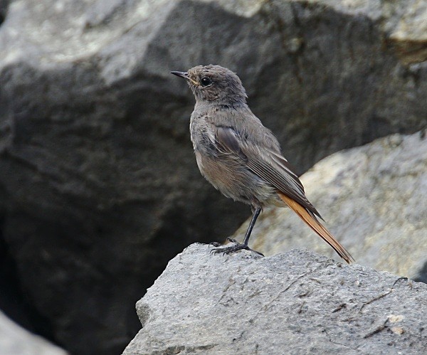 Black Redstart (Juvenile) - Common & Black Redstarts