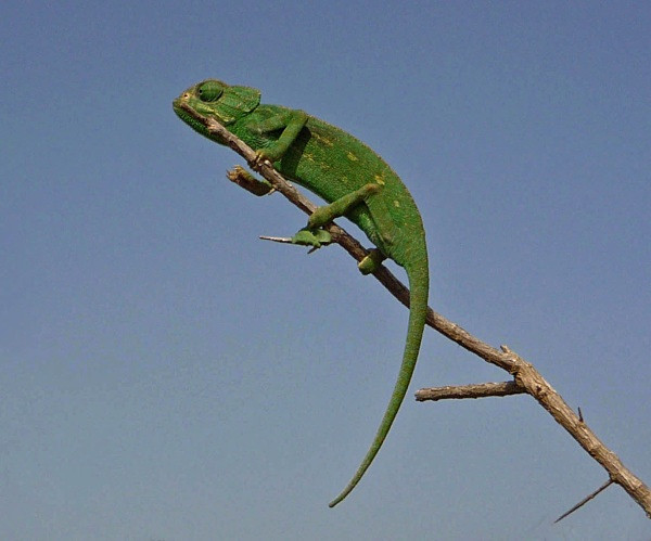 Chameleon (Morocco) - From around the world