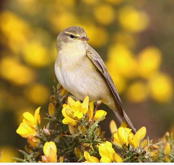 Willow Warbler - Warblers
