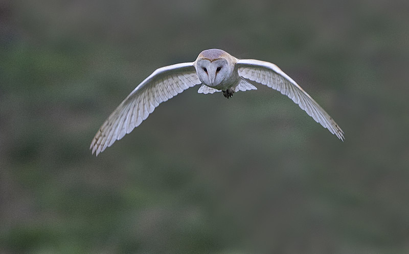 Barn Owl - Norfolk Winter 2016