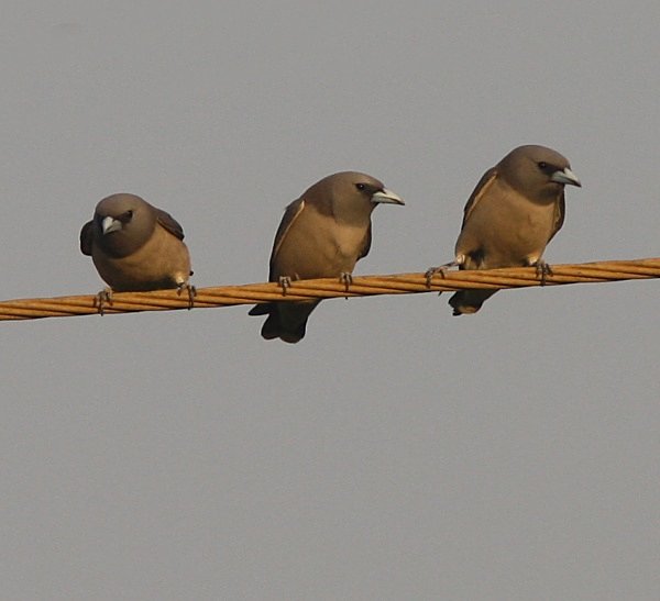 Ashy Wood Swallows - Indian Birds