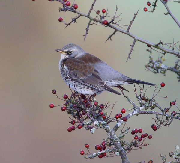 Fieldfare - Thrushes & Ouzels