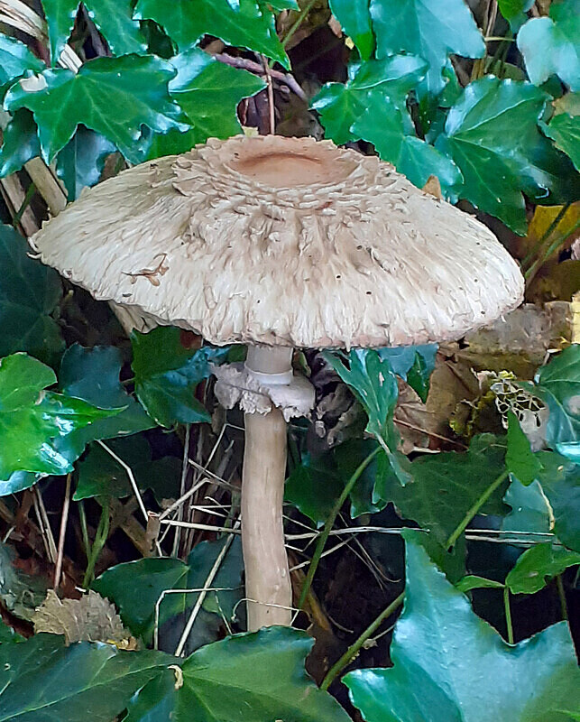 Shaggy Parasol - Caps