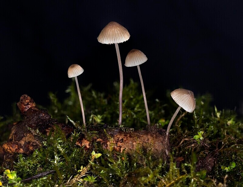 Common Bonnet - Caps