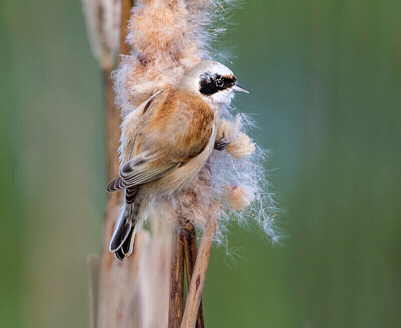 Male Penduline Tit - Crests & Tits