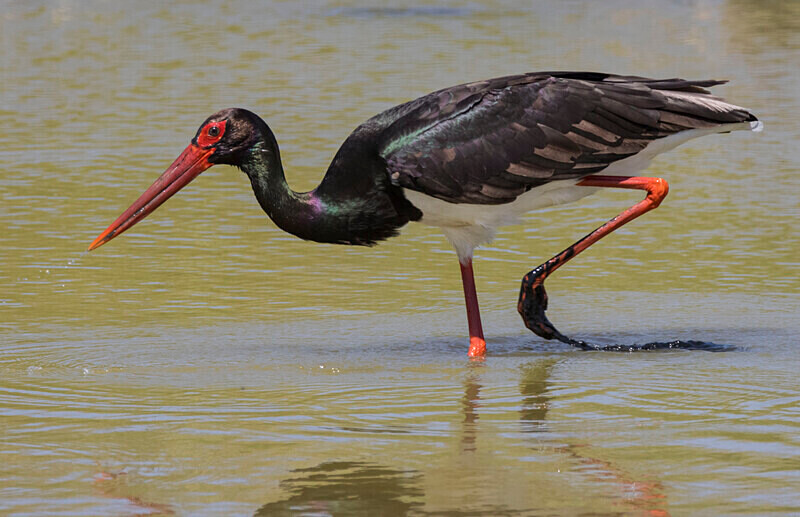 Black Stork - Lesvos April/May 2023