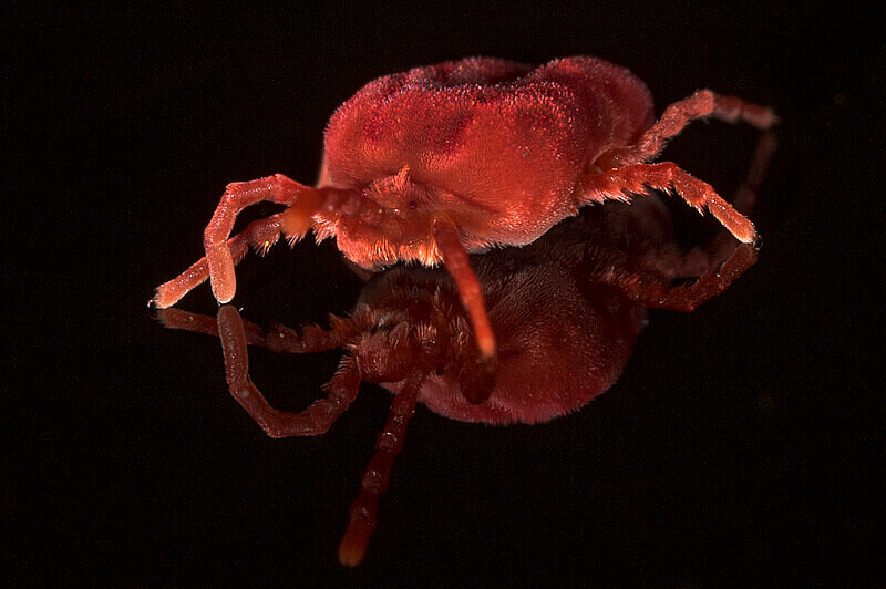 Red Velvet Mite - Images from the small world.
