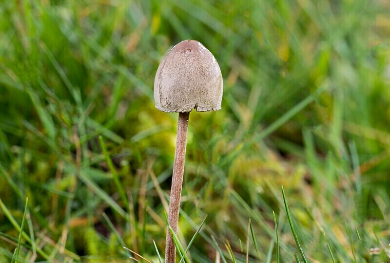 Milking Bonnet - Caps