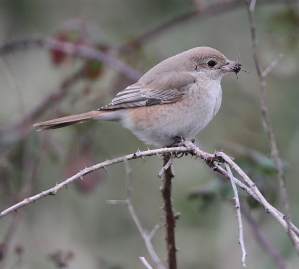 Isabelline Daurian Shrike - Norfolk, Autumn 2011