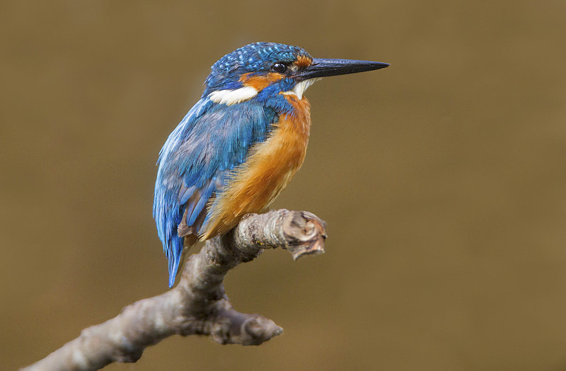 Male Kingfisher - Kingfishers