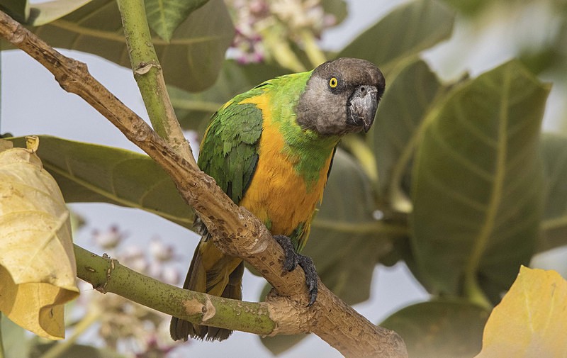 Senegal Parrot. - The Gambia 2018