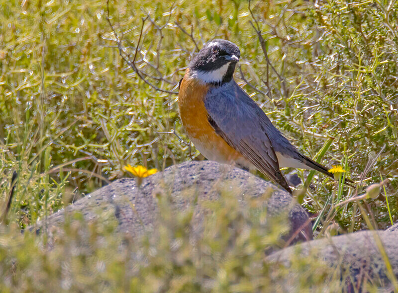White Throated Robin. - Lesvos April/May 2023