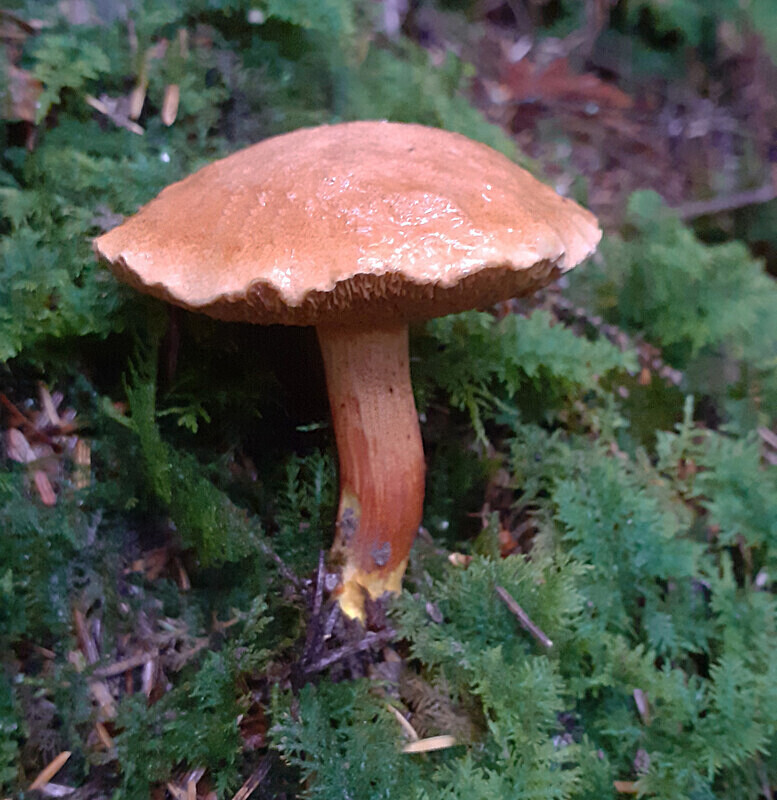 Larch Bolete - Boletes