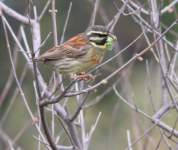 Cirl Bunting - Lesvos 2011