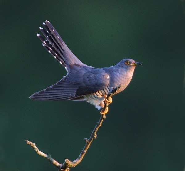 Male Cuckoo - Cuckoos, Shrikes & Waxwings