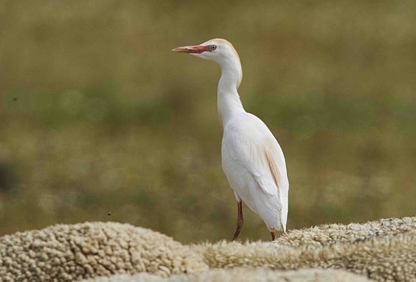 Cattle Egret - Extremadura, Spain